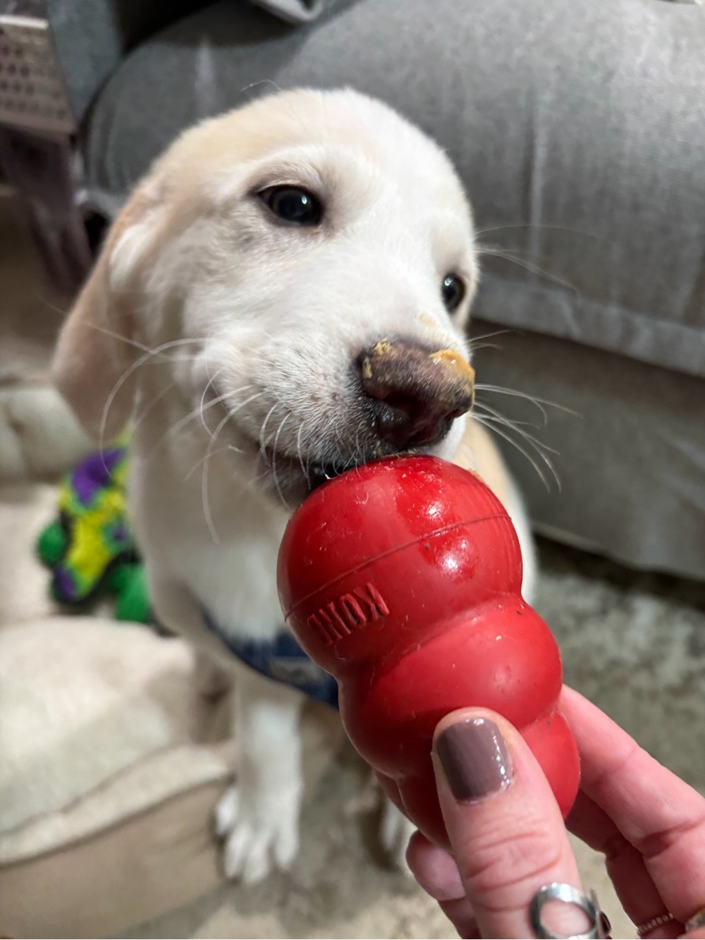 SORE IS LIVE! ✨🐾🦊 - Picture 9 of 16